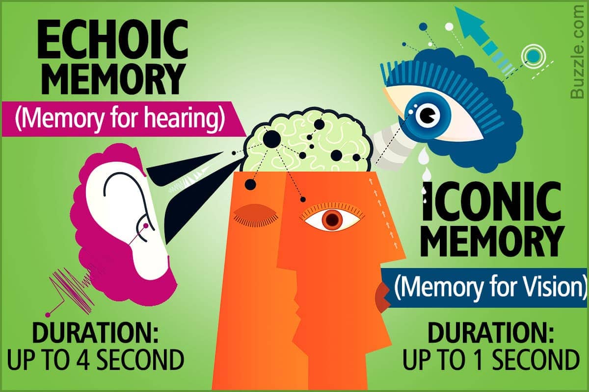Image result for echoic memory