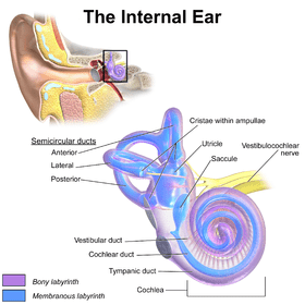 280px-Blausen_0329_EarAnatomy_InternalEar