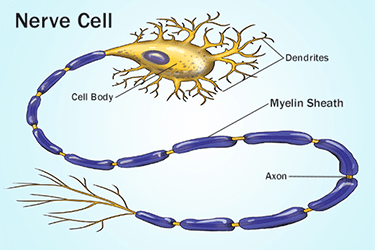 Image result for myelin sheath