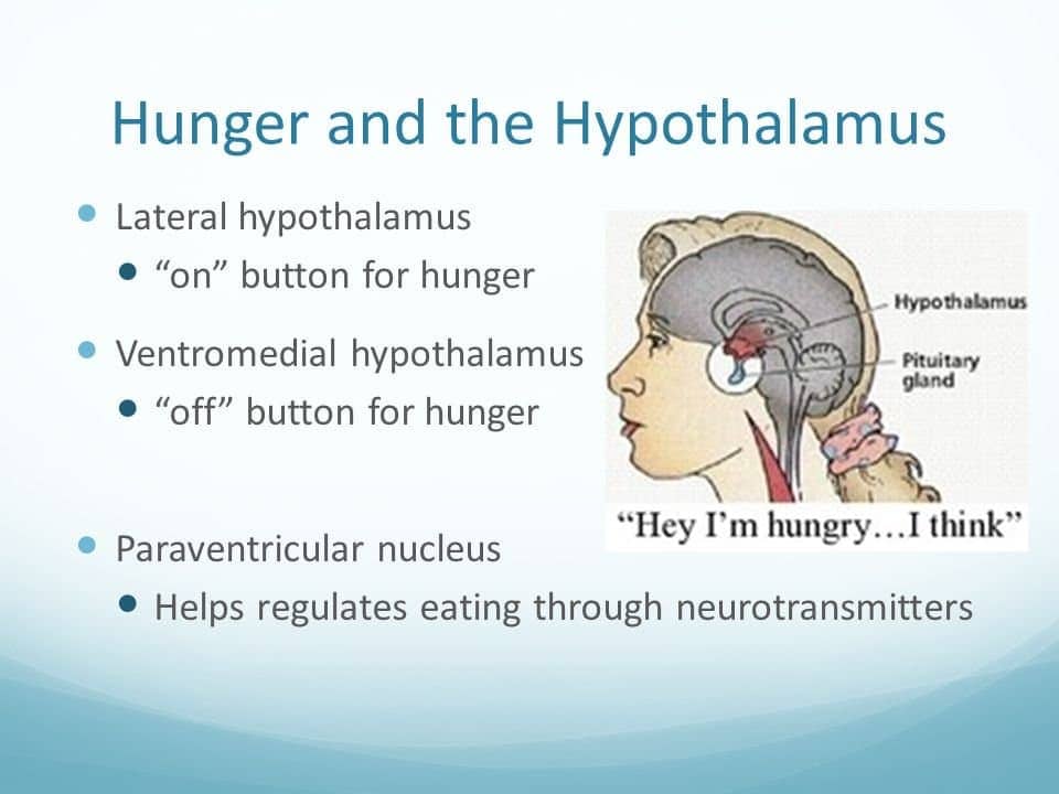 Image result for hypothalamus hunger
