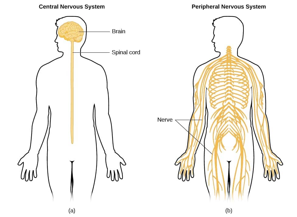 CNX_Psych_03_03_NervSystem