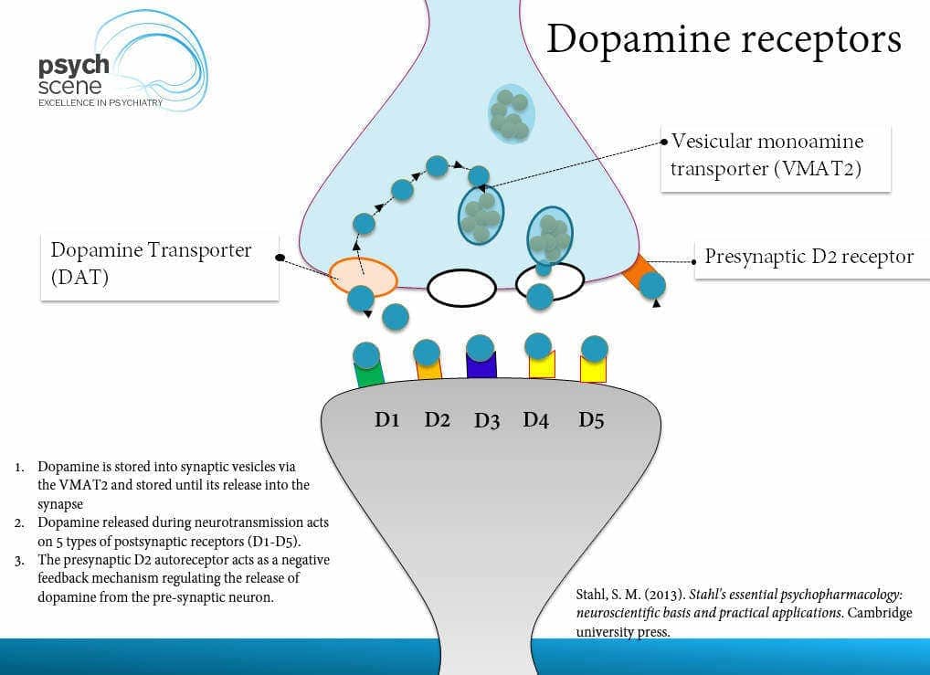 Image result for dopamine schizophrenia