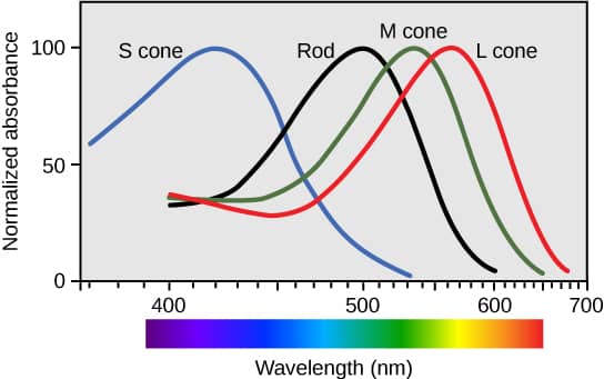 Image result for cone rod