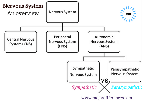 NervousSystemoverview