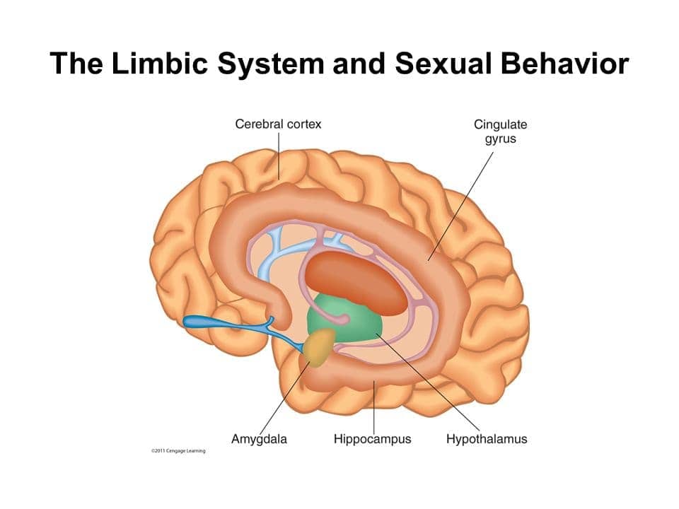Image result for Sexual motivation Limbic System