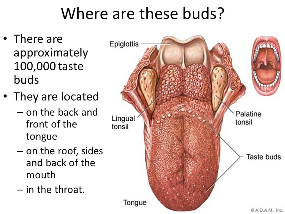 Image result for tongue, throat, cheeks and mouth roof taste receptor