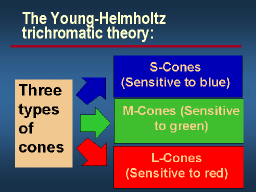 Image result for The young-helmholtz theory