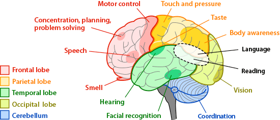 Image result for brain function sensory language vision