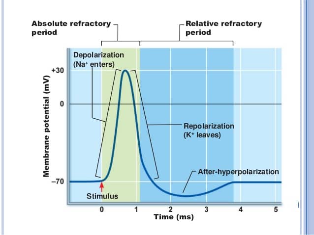 Image result for hyperpolarization period refractory period