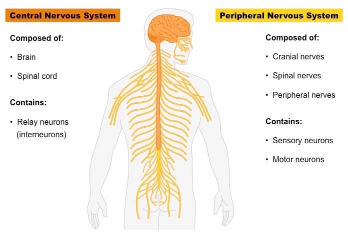 Image result for central nervous system vs peripheral nervous system