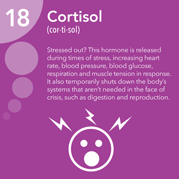 Image result for Cortisol