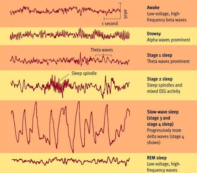 Image result for Five stages of brain wave