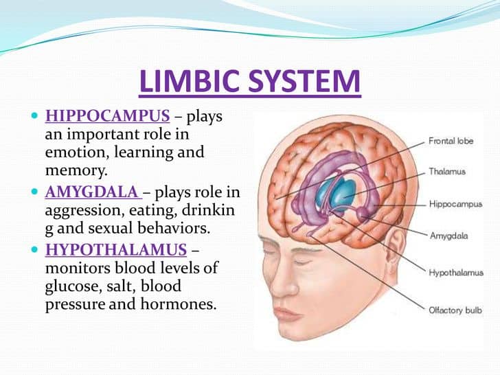 Image result for limbic system function