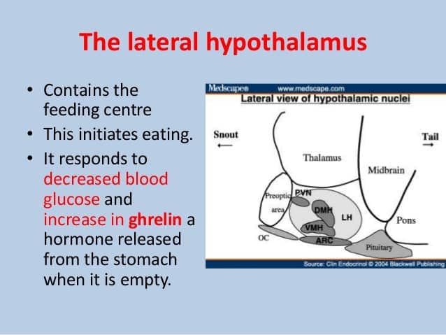 Image result for lateral hypothalamus eating