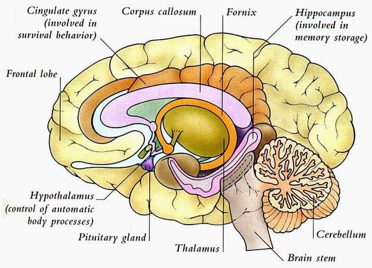 Image result for human brain diagram