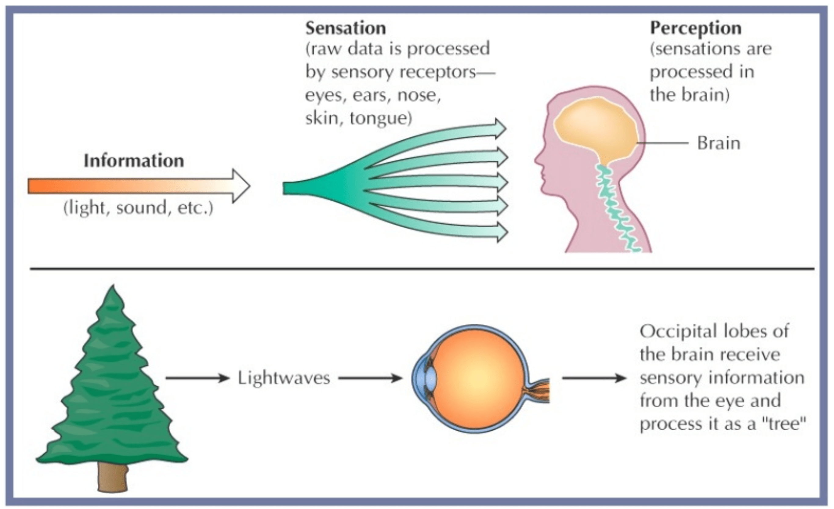 Sensation And Perception