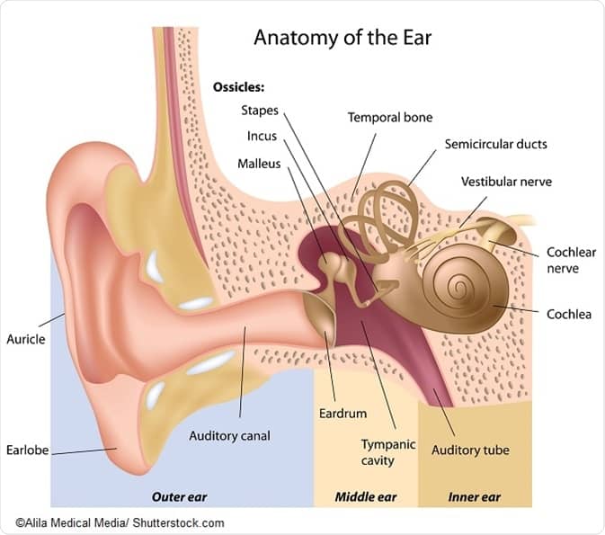 Image result for cochlea inner ear