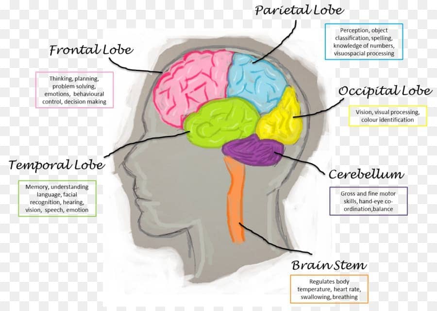 kisspng-lobes-of-the-brain-human-brain-function-frontal-lo-brain-function-5b2d2062854935.417246401529684066546