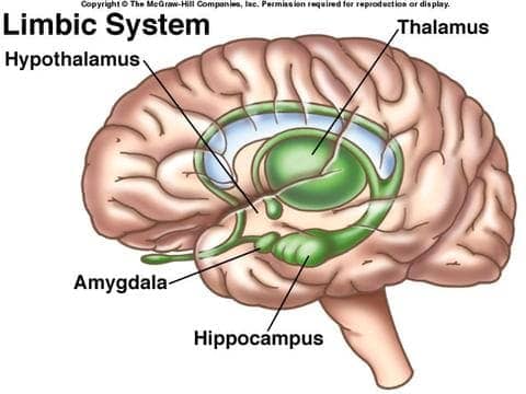 Image result for Limbic system hippocampus, amygdala, hypothalamus