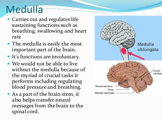 Image result for medulla function