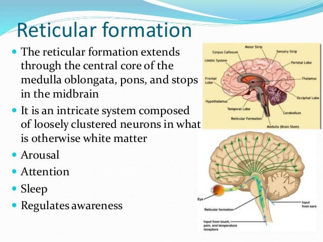 Image result for reticular formation arousal