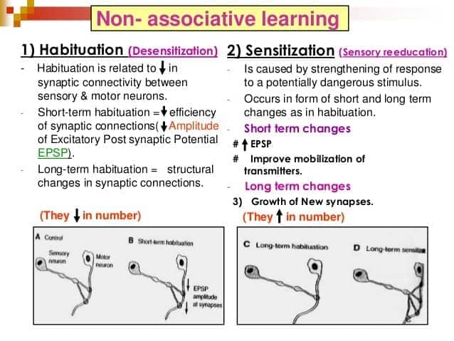 Image result for non-Associative learning habituation sensitization