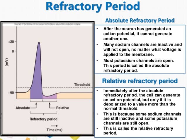 Image result for absolute refractory period