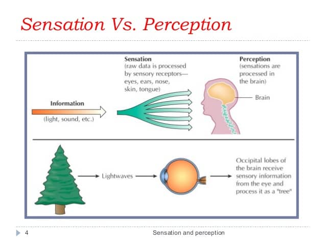 Image result for perception vs sensation