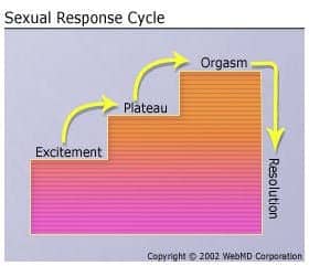 Image result for excitement, plateau, orgasm resolution