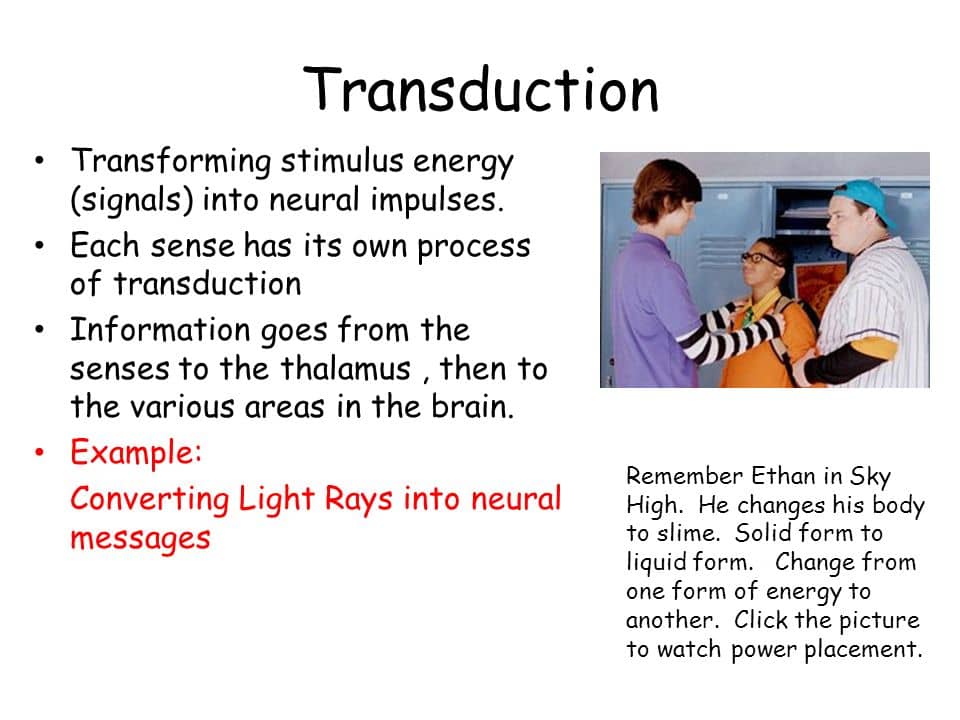Image result for stimulus energy neural message transduction
