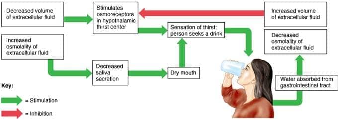 Image result for Angiotensin thirst
