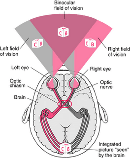 vision-field