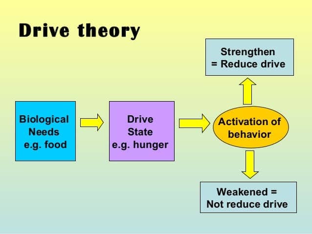 Image result for drive theory of motivation